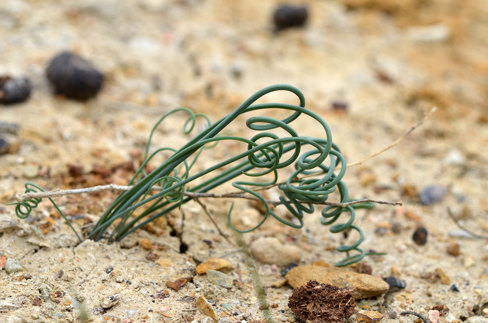 Image of Allium michaelis specimen.