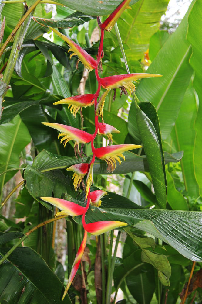 Image of Heliconia rostrata specimen.