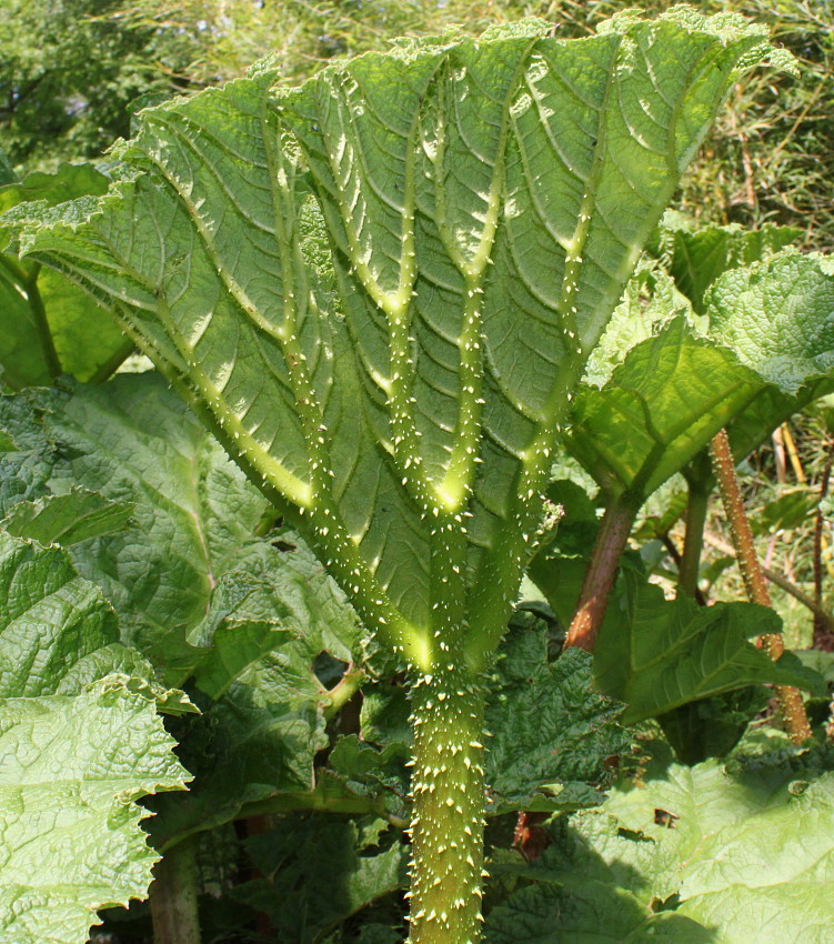 Image of Gunnera tinctoria specimen.