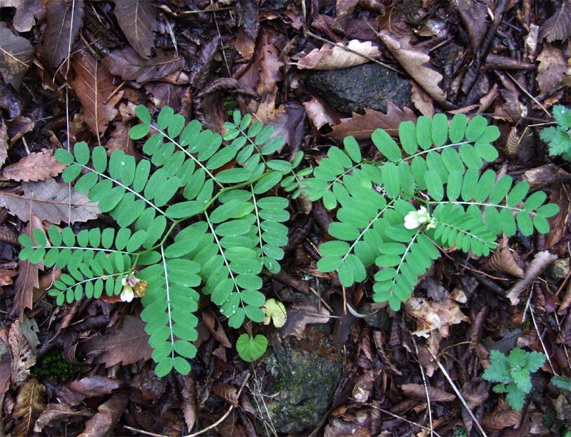 Image of Vicia abbreviata specimen.