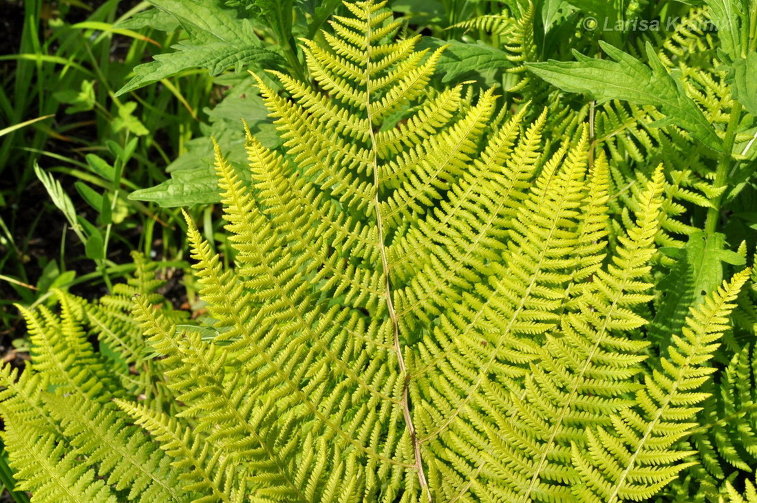 Image of genus Athyrium specimen.