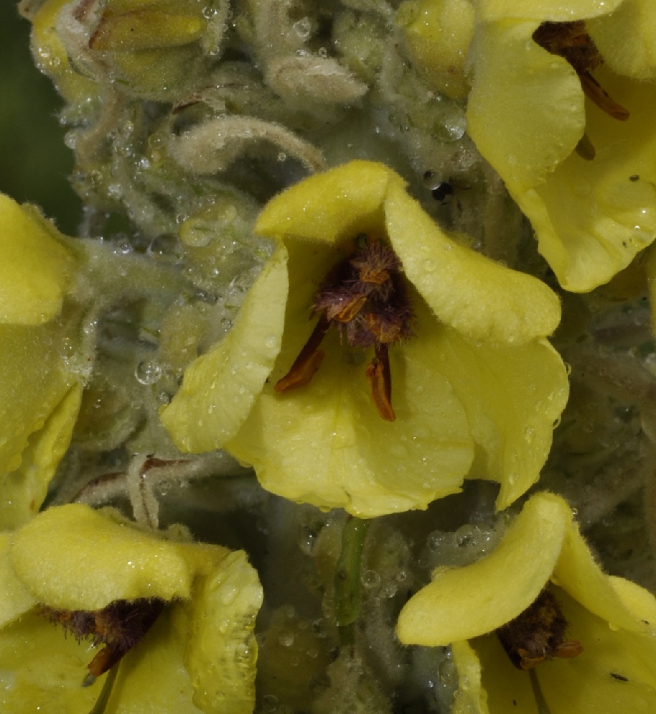 Image of Verbascum eriophorum specimen.