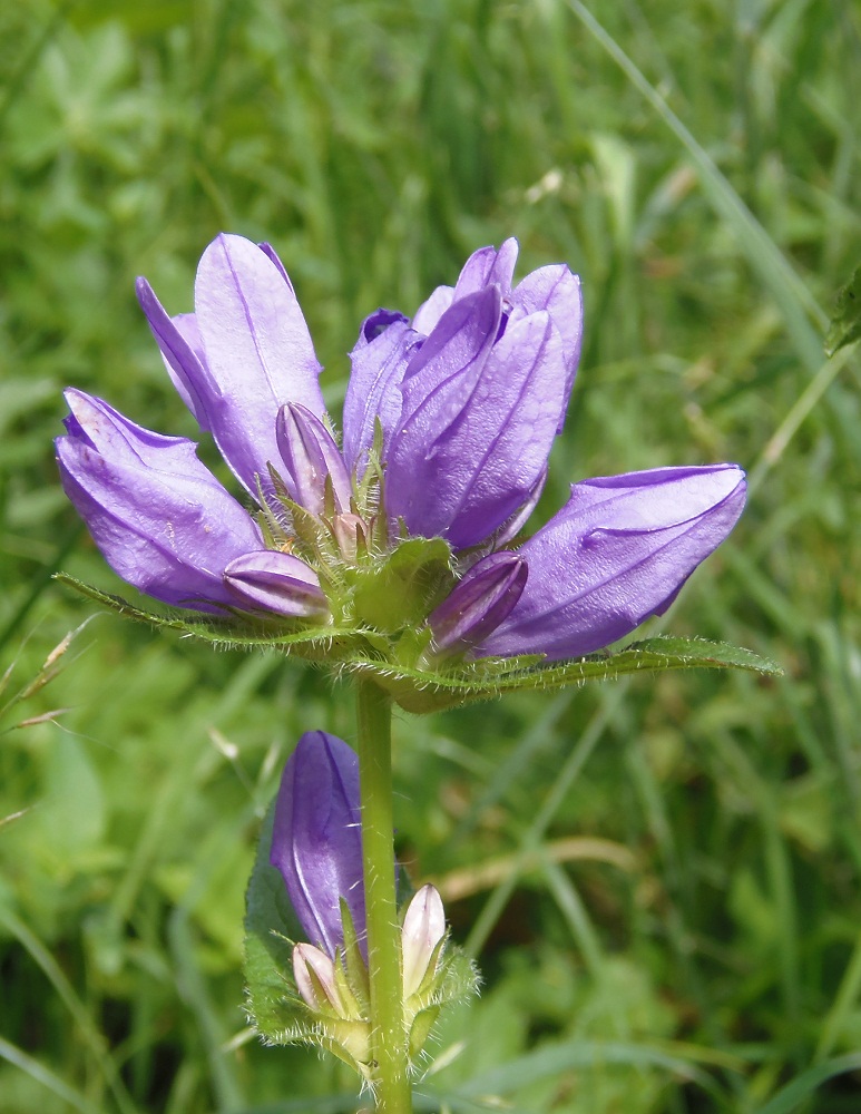 Изображение особи Campanula glomerata.