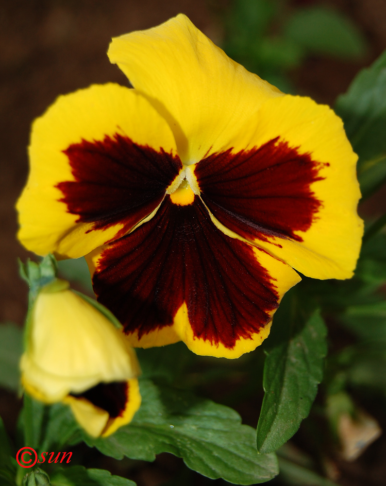 Image of Viola wittrockiana specimen.