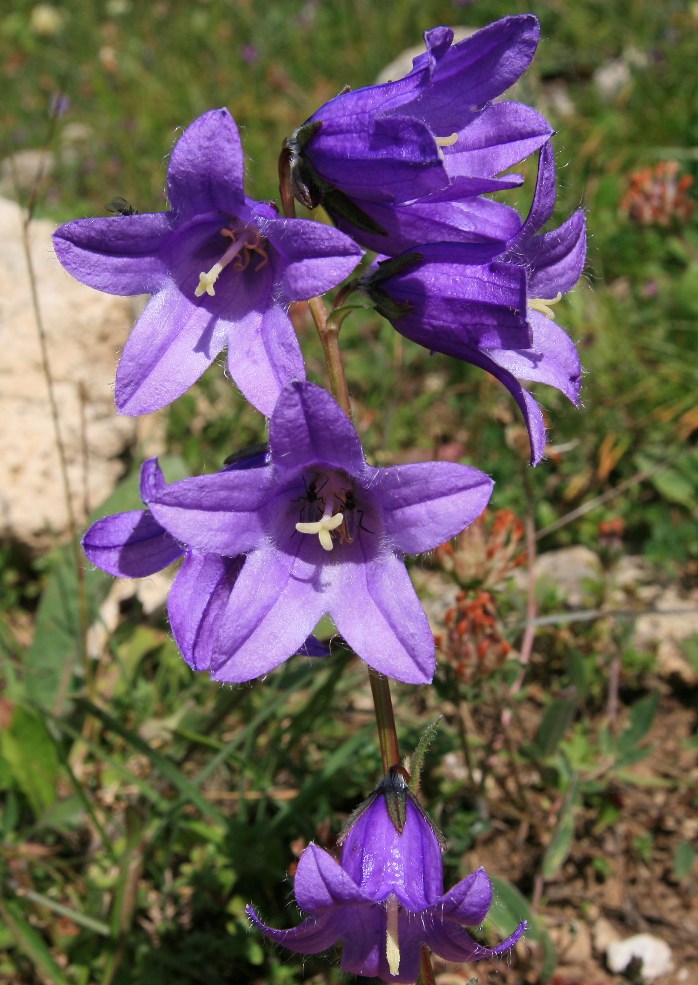 Image of genus Campanula specimen.