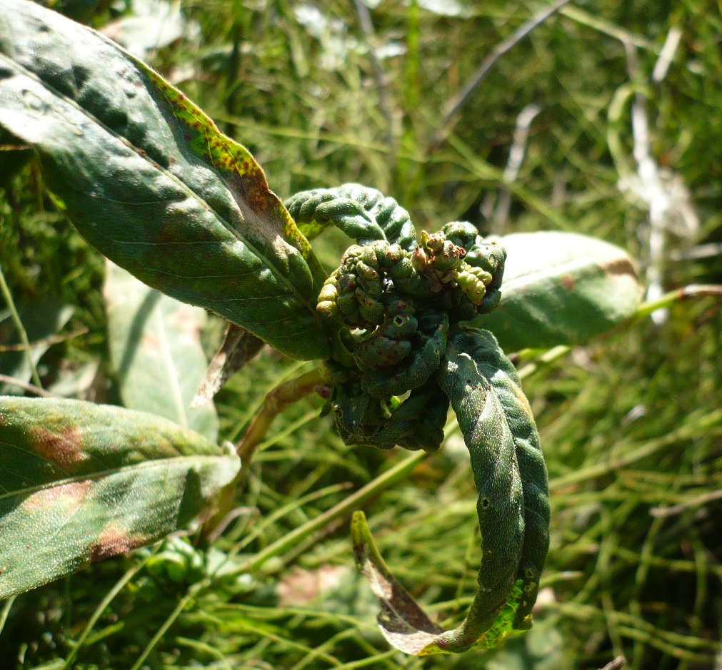 Image of Persicaria amphibia specimen.