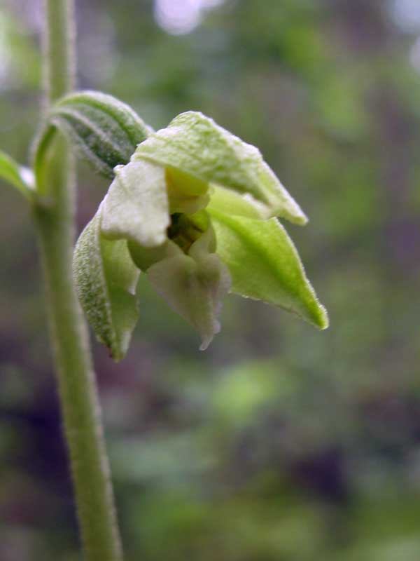 Изображение особи Epipactis helleborine.