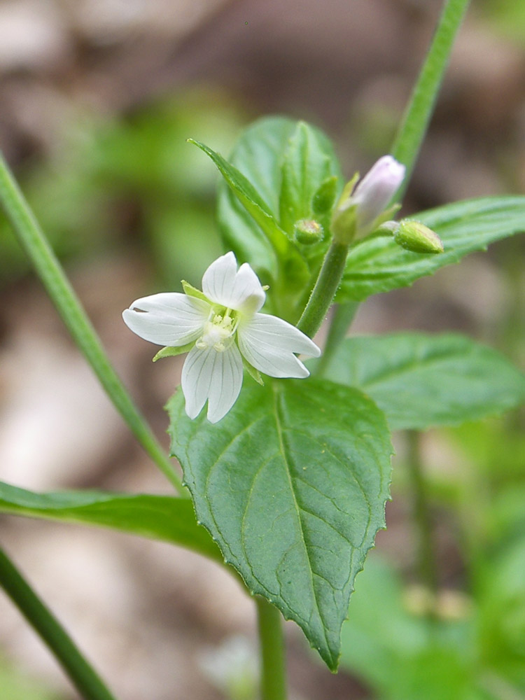 Изображение особи Epilobium pseudorubescens.