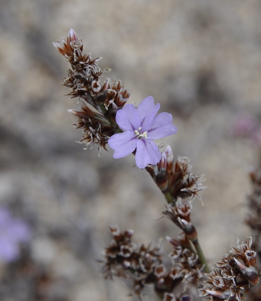 Изображение особи Limonium virgatum.