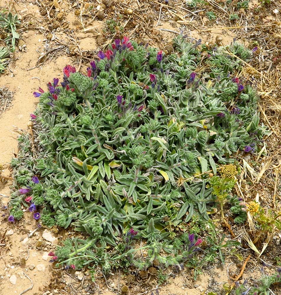 Image of Echium angustifolium specimen.