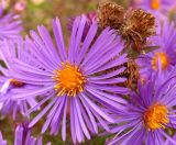 Смотреть изображение Symphyotrichum novae-angliae
