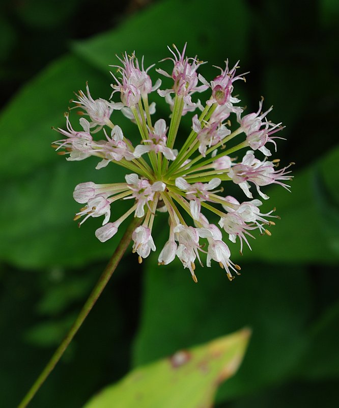 Image of Allium prattii specimen.