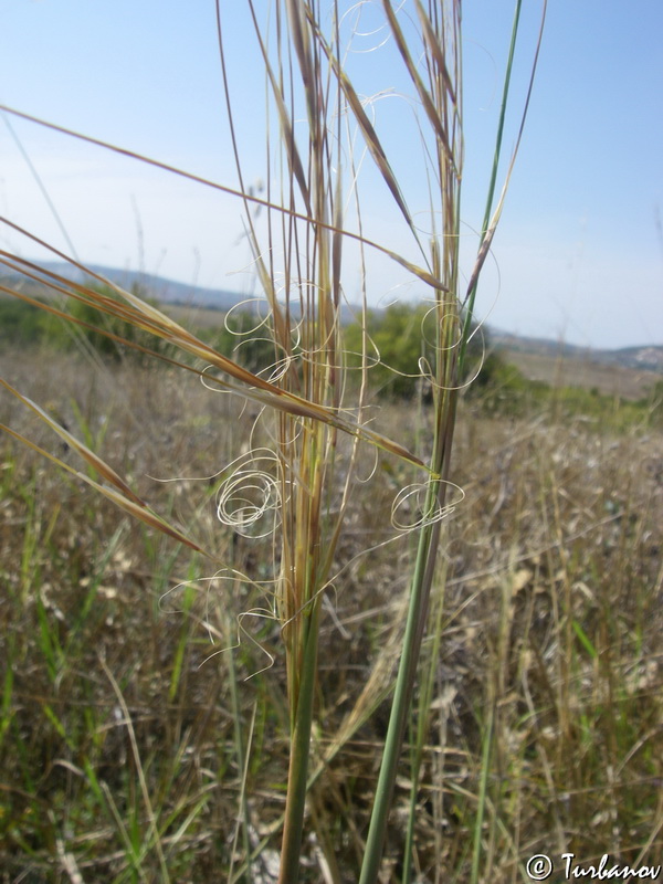 Изображение особи Stipa capillata.