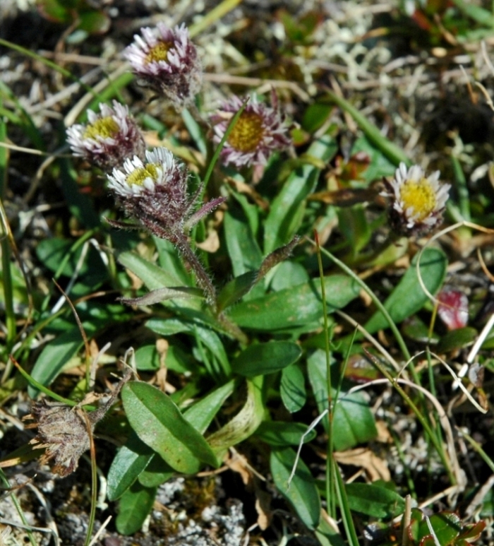 Image of Erigeron humilis specimen.