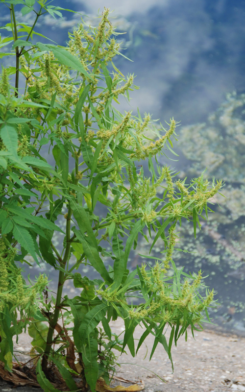 Image of Rumex maritimus specimen.