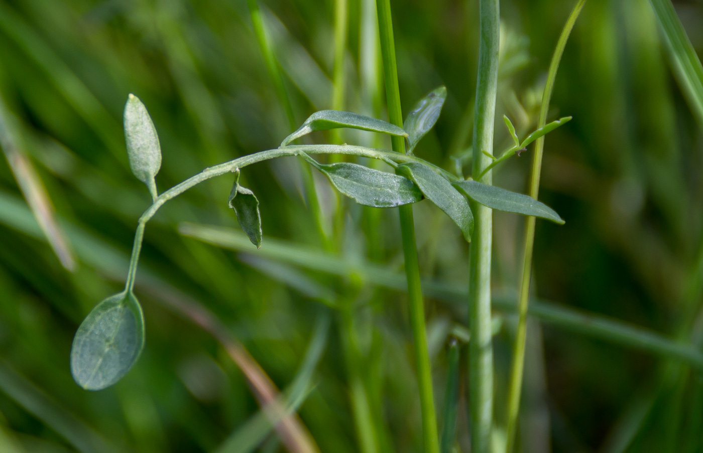 Image of Cardamine dentata specimen.