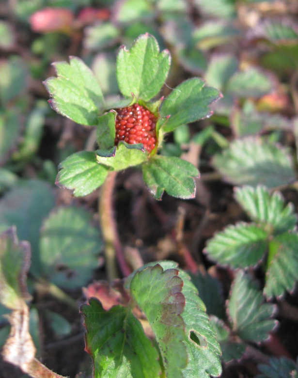 Изображение особи Duchesnea indica.