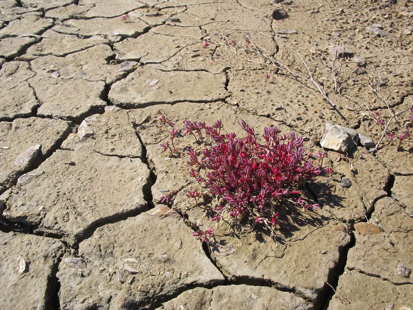 Image of genus Suaeda specimen.