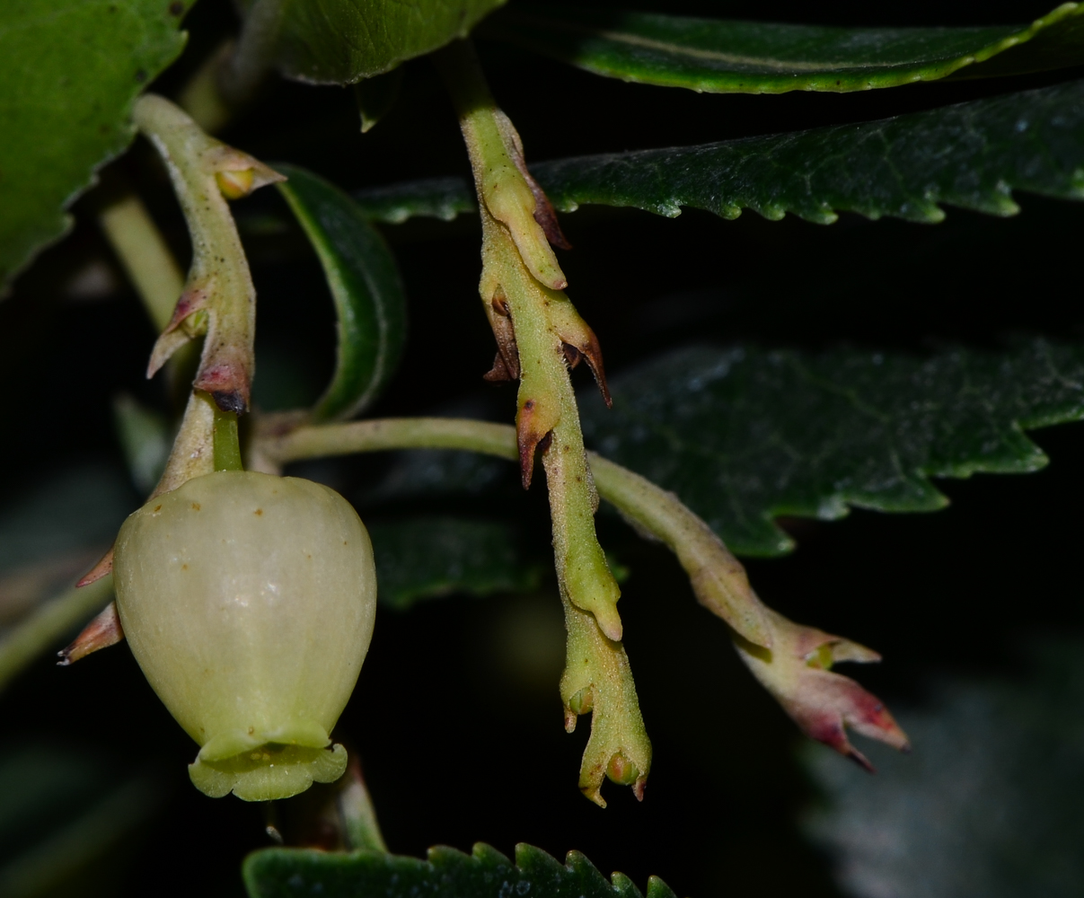 Image of Arbutus unedo specimen.