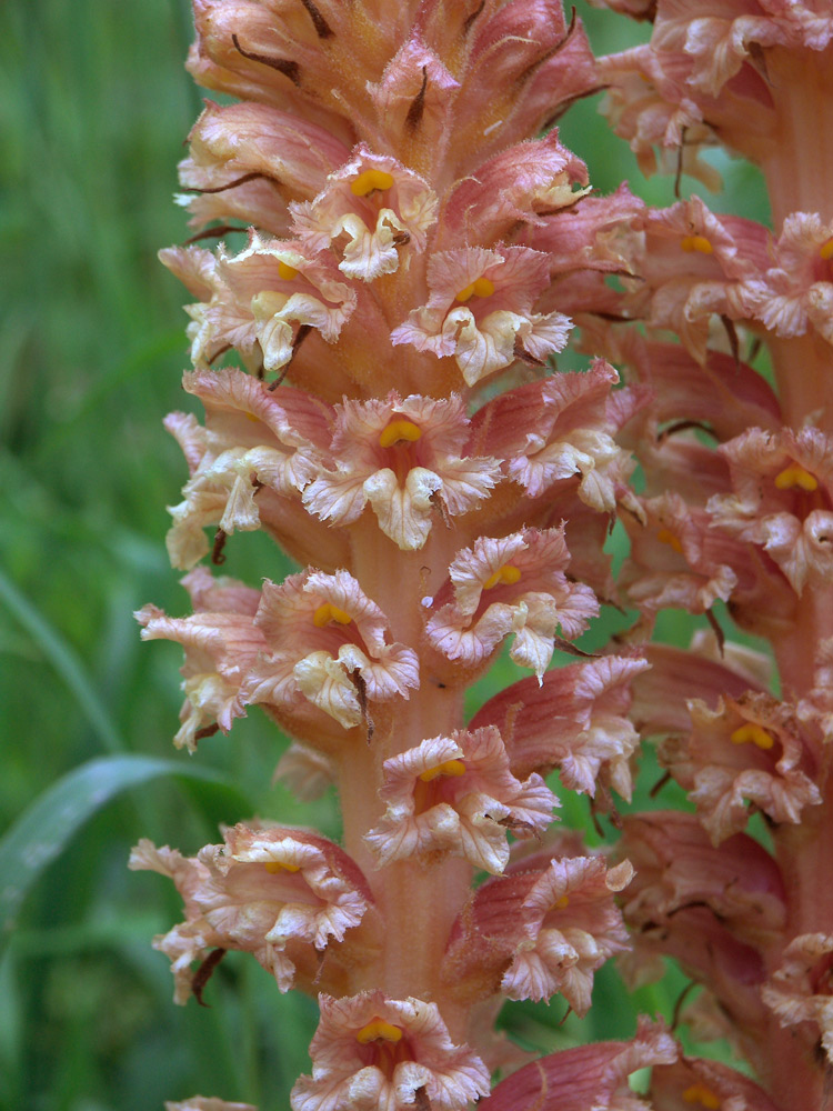 Изображение особи Orobanche centaurina.