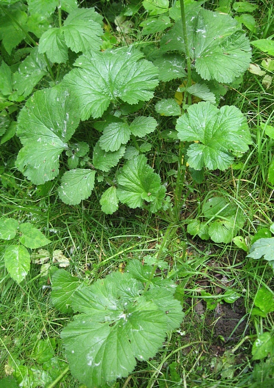 Изображение особи Geum macrophyllum.