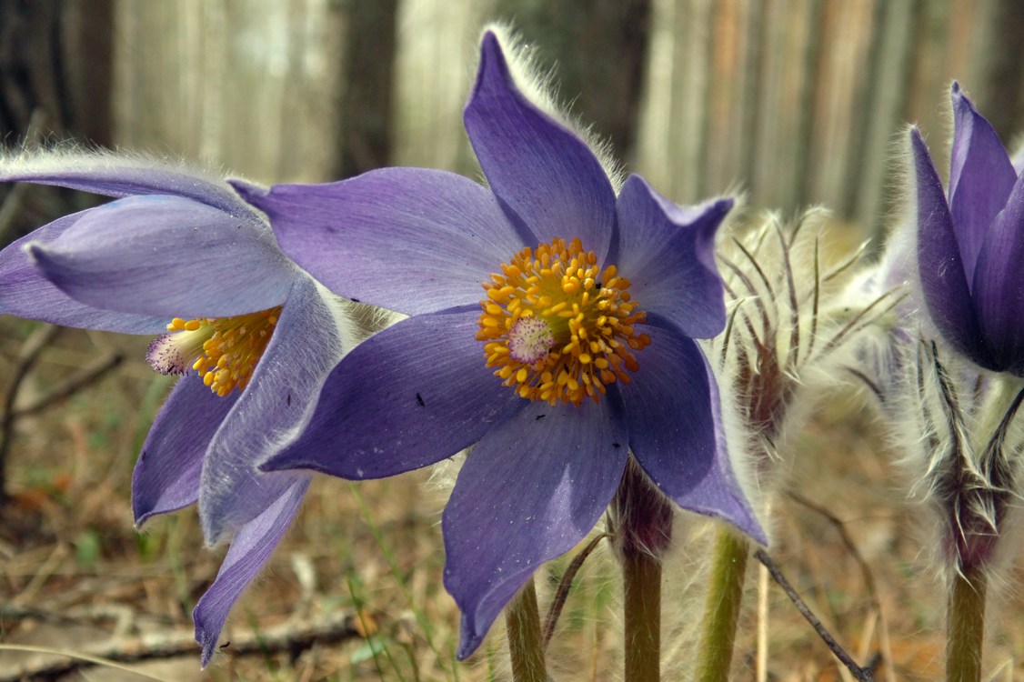 Изображение особи Pulsatilla patens.