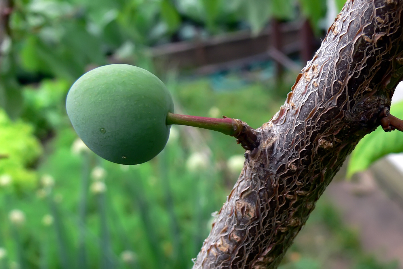 Изображение особи Prunus domestica.