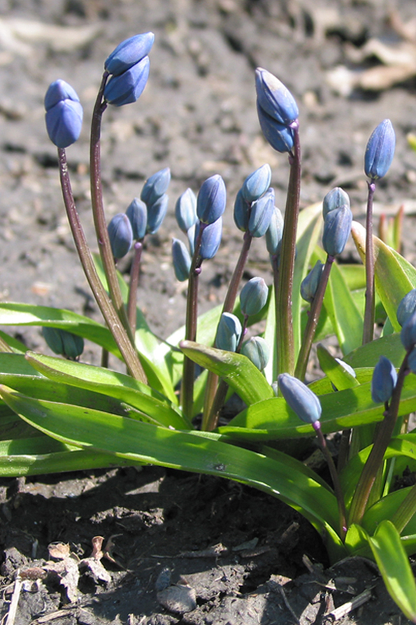 Изображение особи Scilla siberica.