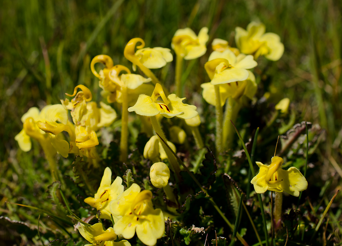 Изображение особи Pedicularis longiflora.