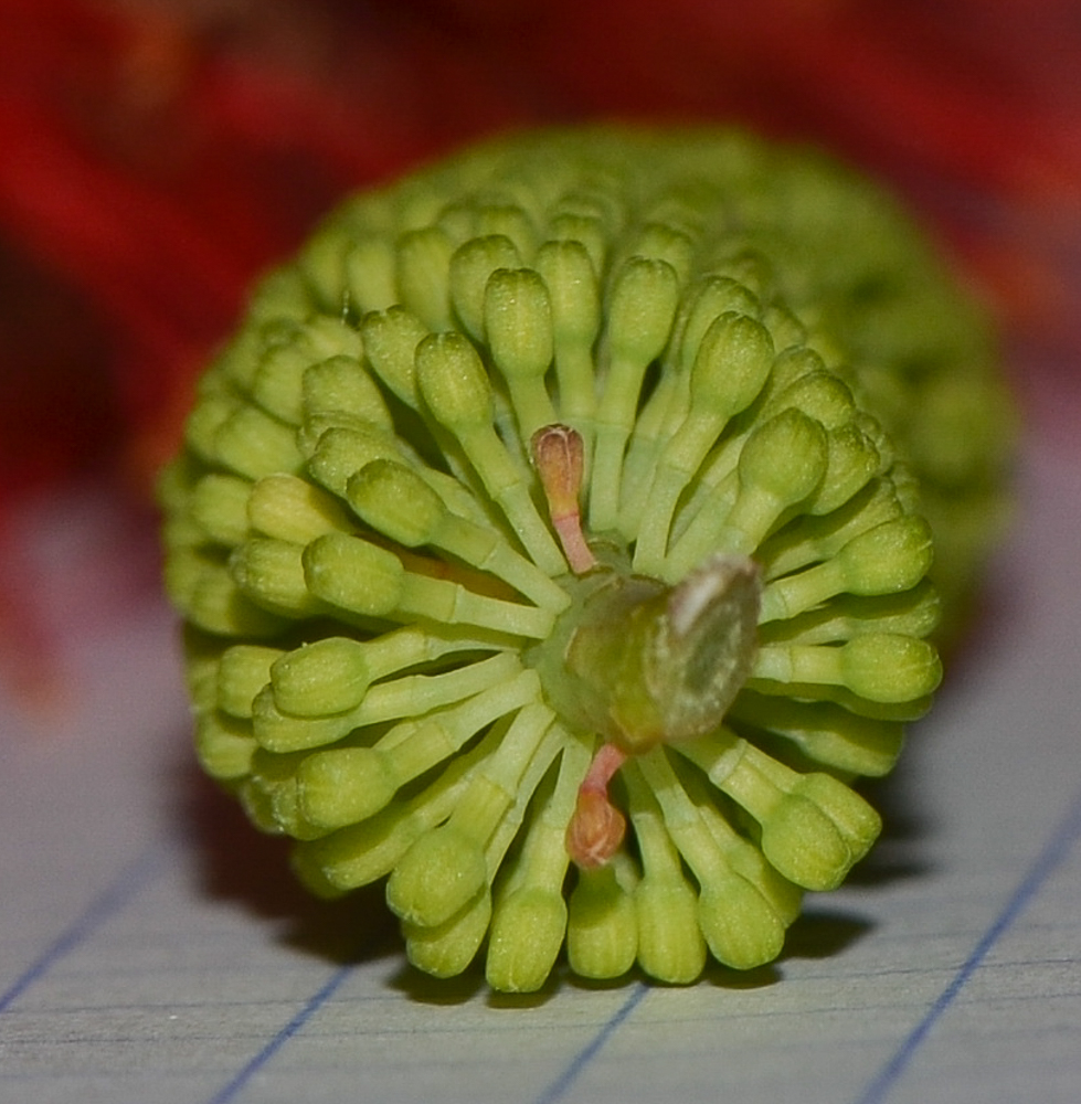 Image of Hakea bucculenta specimen.