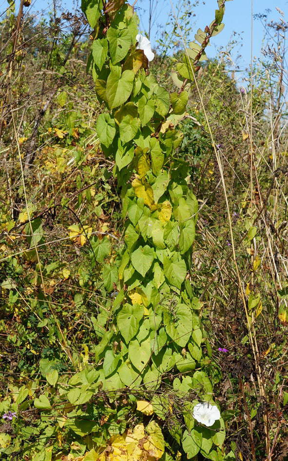 Image of Calystegia sepium specimen.