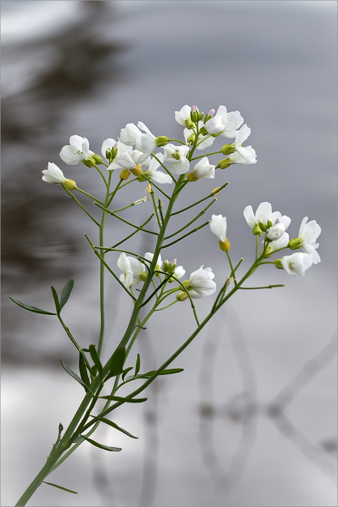 Image of Cardamine dentata specimen.