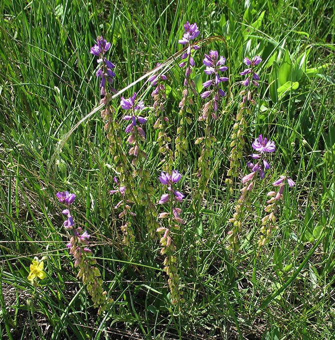 Image of Polygala cretacea specimen.