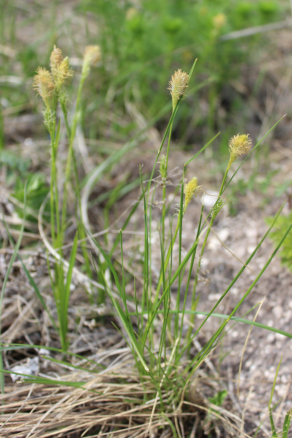 Image of Carex michelii specimen.