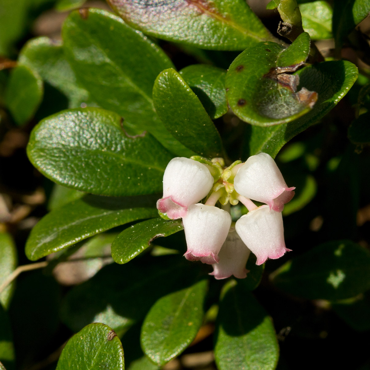 Image of Arctostaphylos uva-ursi specimen.