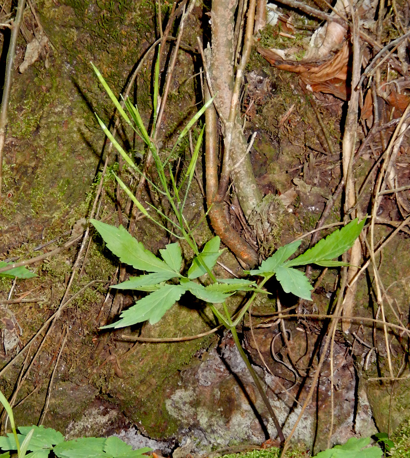 Image of Cardamine quinquefolia specimen.