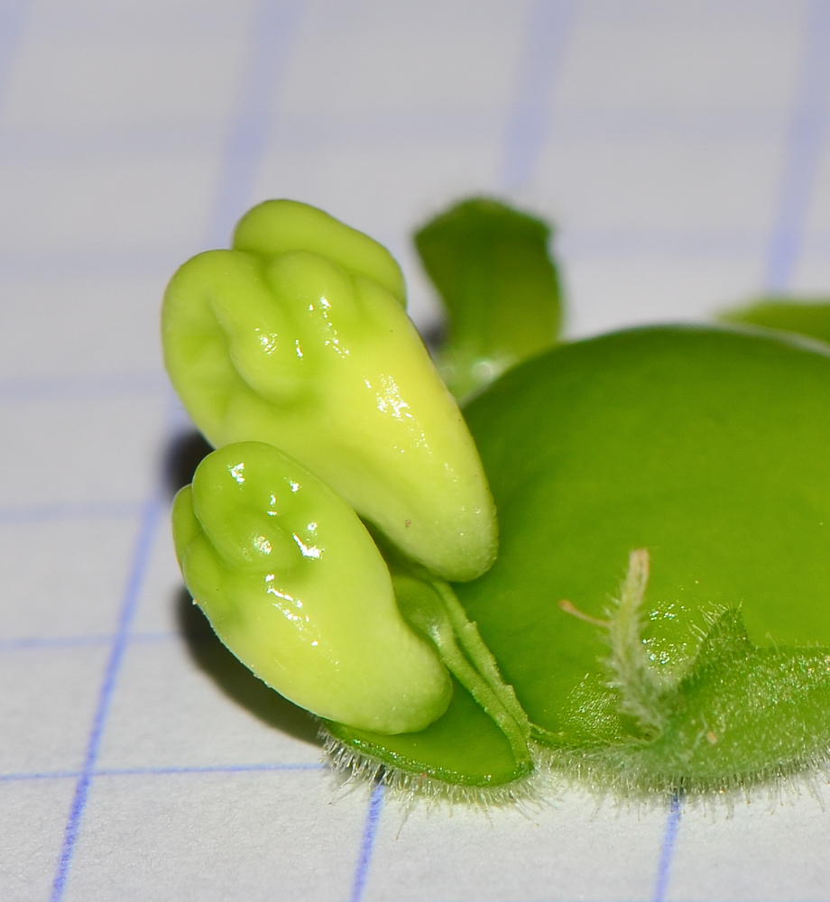 Image of Cicer arietinum specimen.