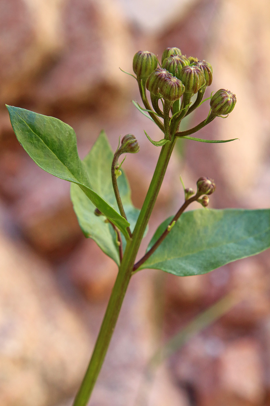 Image of Senecio racemulifer specimen.