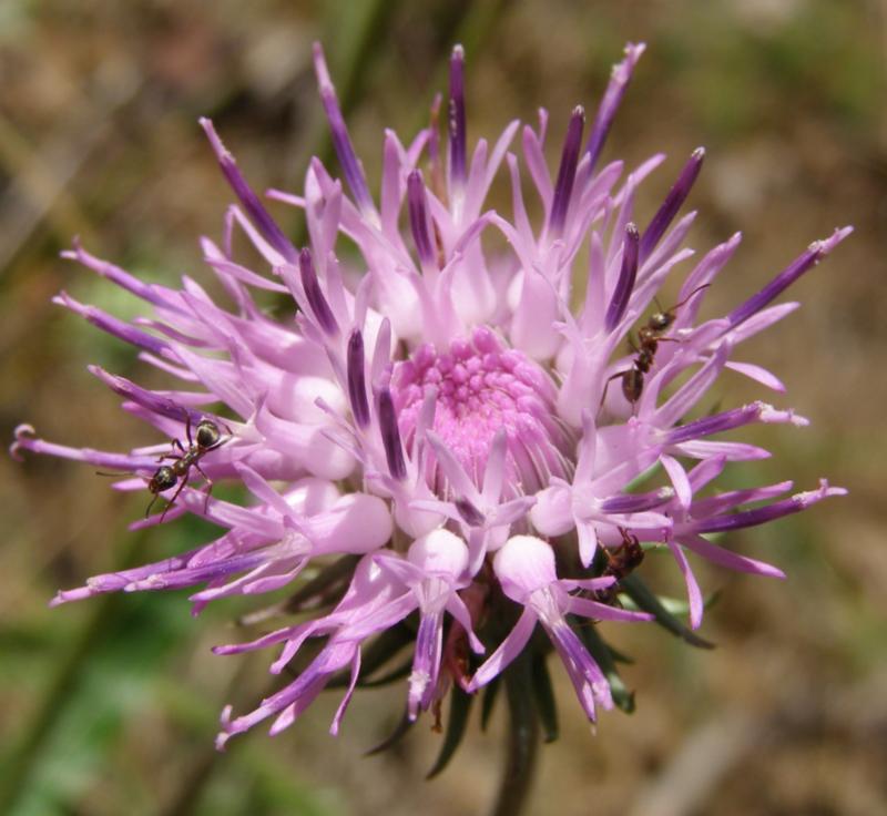 Image of Jurinea pseudocyanoides specimen.