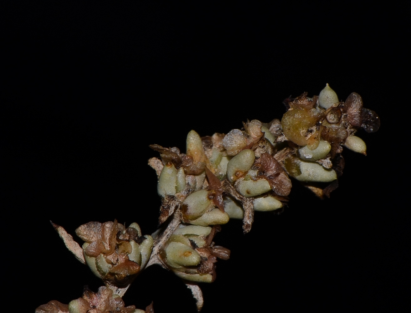 Image of Halogeton alopecuroides specimen.