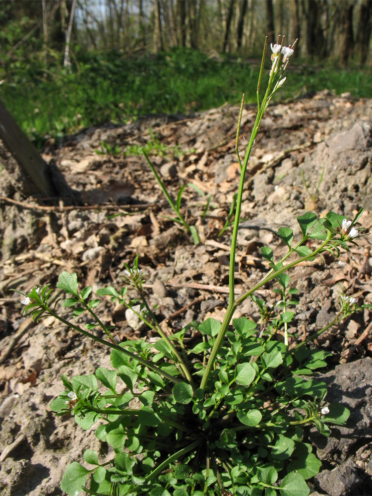 Image of Cardamine hirsuta specimen.