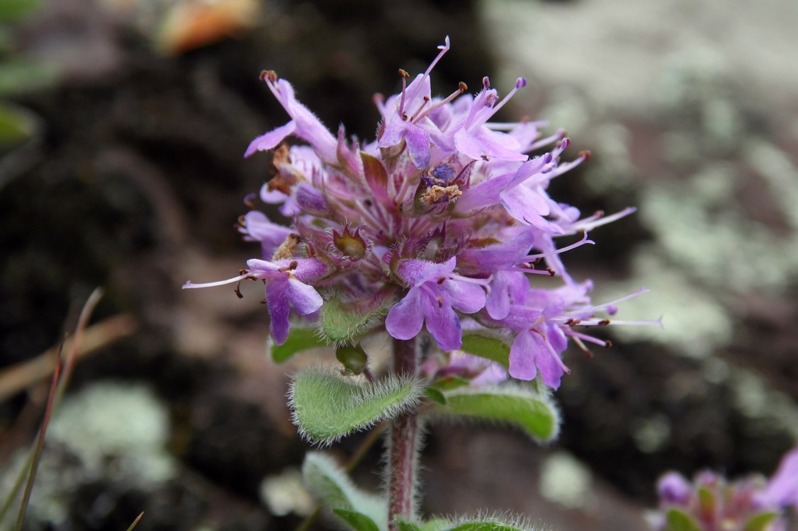 Изображение особи род Thymus.