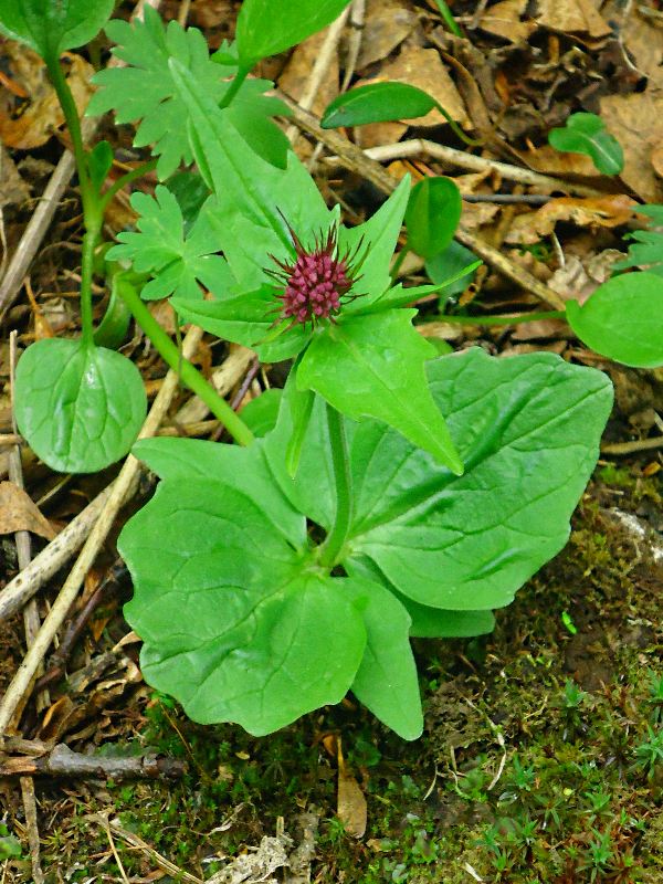 Изображение особи Valeriana capitata.