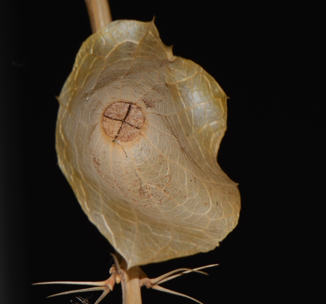 Image of Moluccella laevis specimen.