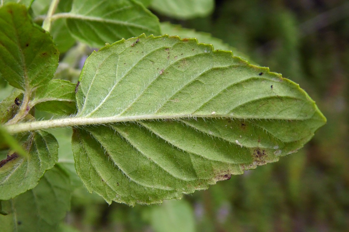 Изображение особи Mentha aquatica.