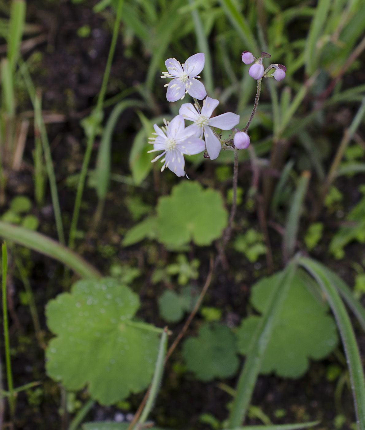 Image of Thalictrum rotundifolium specimen.