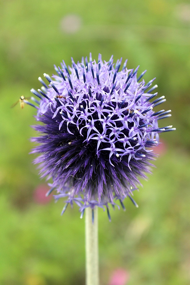 Изображение особи Echinops ruthenicus.