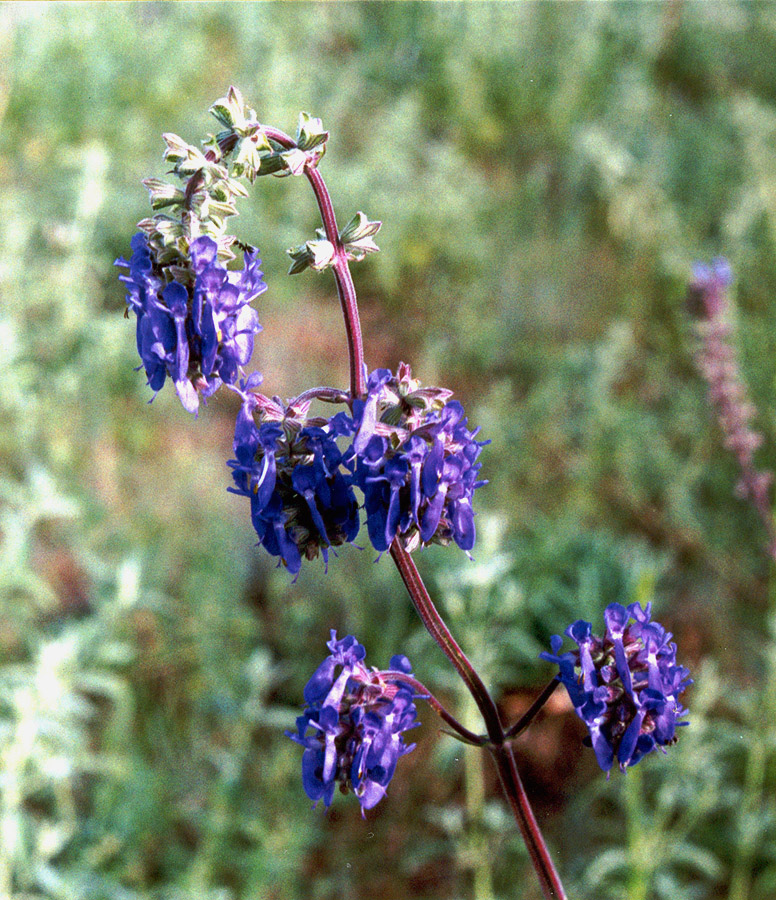 Image of Salvia nutans specimen.