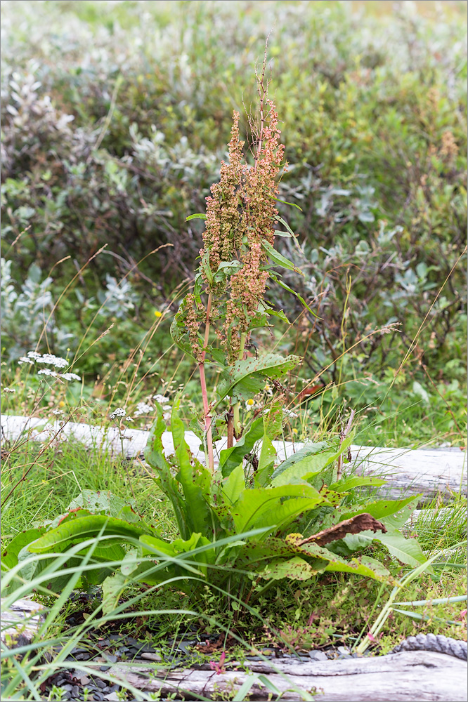 Image of Rumex longifolius specimen.