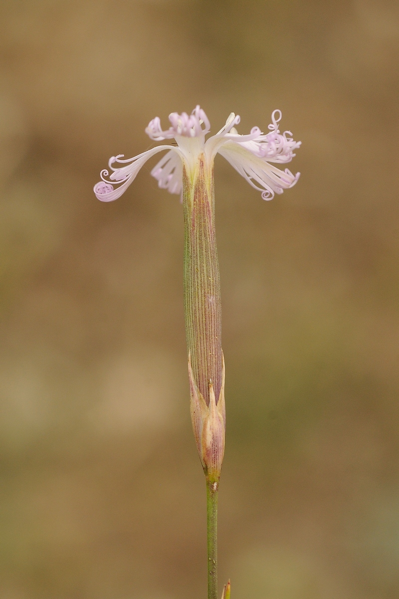 Image of genus Dianthus specimen.